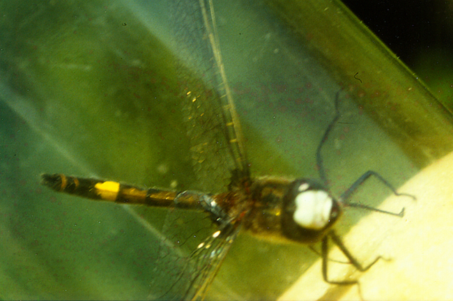 Leucorrhinia pectoralis ♂, D14 NSG Unterm Siegel bei Bebra (Flachgewässer), 1989, H. Wacker