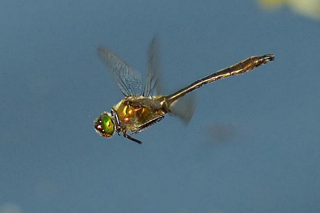 Cordulia aenea ♂, F19 Friedlos, Kiesgrube Nr. 1, 20.07.13, G. Koska