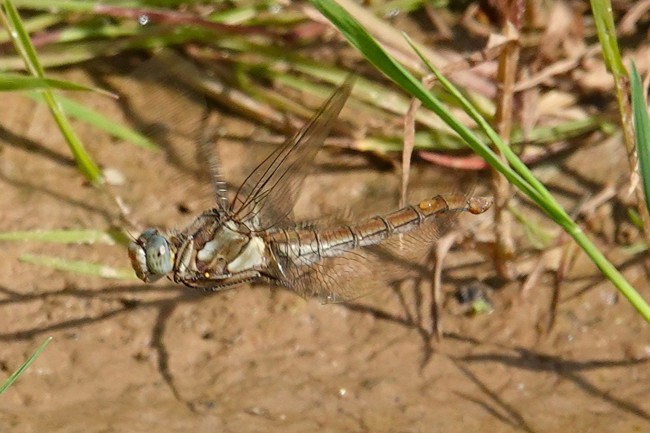 Orthetrum Brunneum ♀, Eiablage, D13 NSG Ulfewiesen, 28.06.25 A. Werner