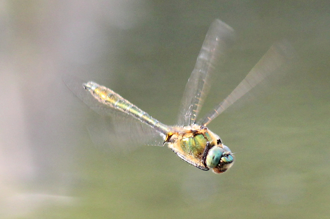 Cordulia aenea ♂, D13 NSG Ulfewiesen bei Weiterode, 23.05.12-2, A. Werner