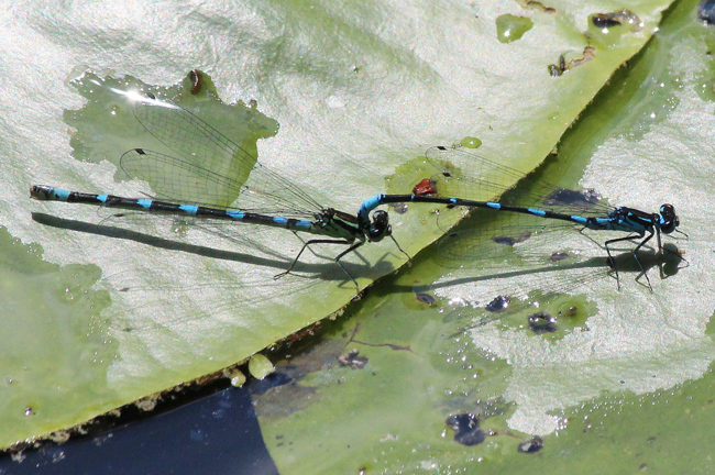 Coenagrion pulchellum Paar, F08 Mecklar, Fuldaaltwasser, 19.05.12, A. Werner