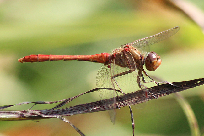 Sympetrum vulgatum ♂, F10 Rohrbach, Rodersgraben (Fischteich), 30.08.13-1, A. Werner