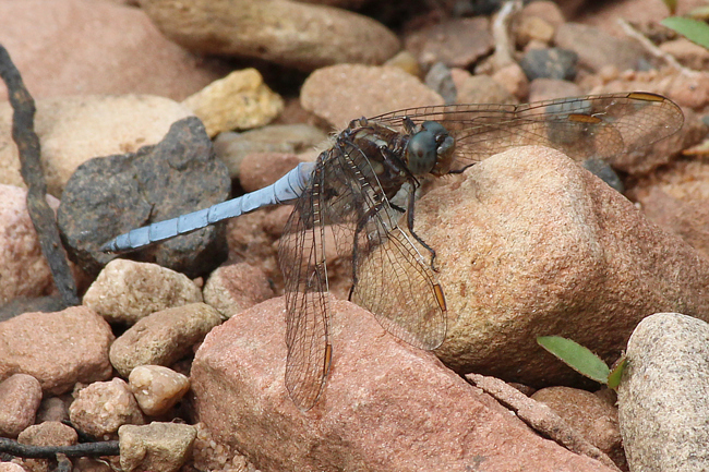 Orthetrum coerulescens ♂, D05 Blankenheim, Fuldaaue (Seitengerinne), 06.08.11-1, A. Werner