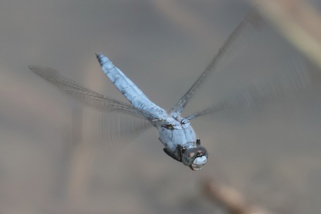Orthetrum Brunneum♂, F06 Meckbach, Fuldasumpfwiesen, 29.06.26, A. Werner