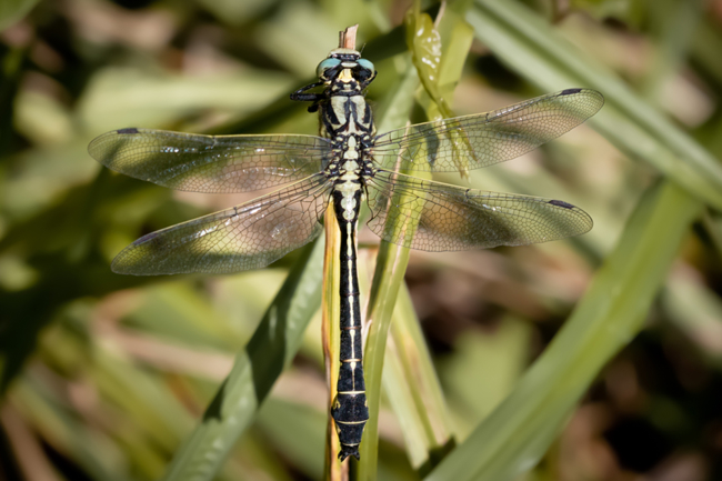 Gomphus vulgatissimus ♂, B18 Rotenburg, Storchensee (ehemalige Kiesgrube), 28.06.11 1, M. Kreisel