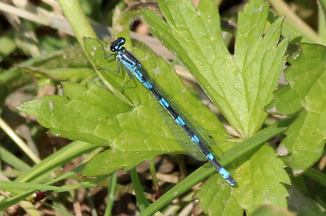 Coenagrion pulchellum ♀, D05 Blankenheim Fuldaaue (Seitengerinne), 28.05. 12, A. Werner