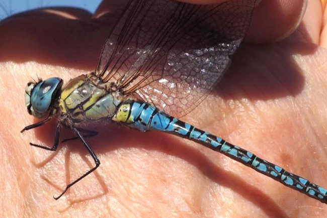 Aeshna affinis ♂, G01 NSG “Obersuhler Aue”, 24.08.09, J. Barz