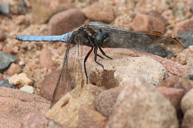 Orthetrum coerulescens ♂, D05 Blankenheim, Fuldaaue (Seitengerinne), 06.08.11-2, A. Werner