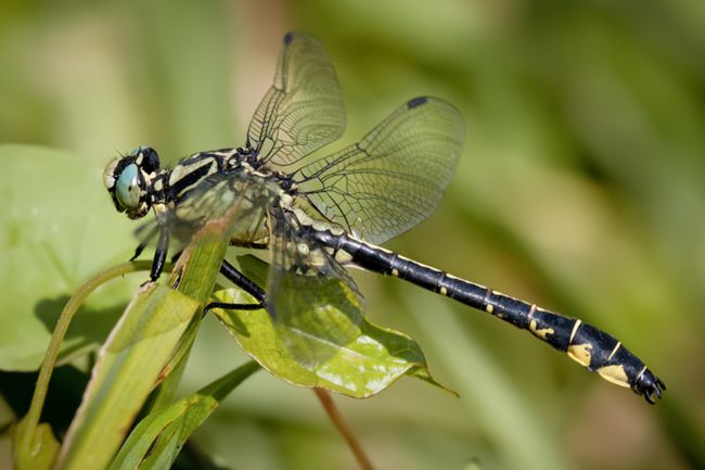 Gomphus vulgatissimus ♂, B18 Rotenburg, Storchensee, (ehemalige Kiesgrube), 28.06.11 2, M. Kreisel