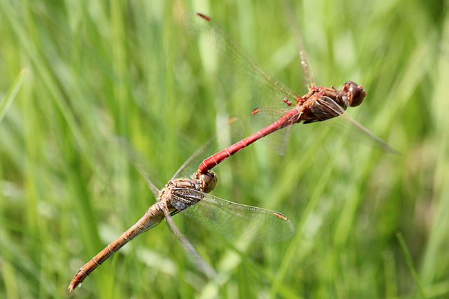 Sympetrum meridionale Paar mit Milbenbefall, F10 Rohrbach, Rodersgraben (Fischteich), 30.08.13, A. Werner