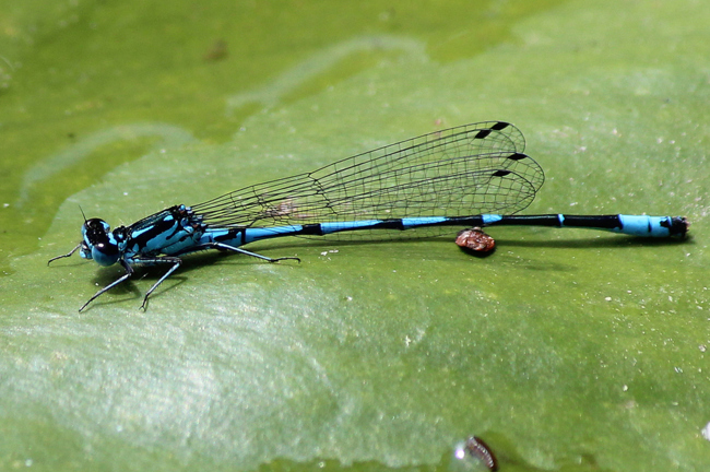 Coenagrion pulchellum ♂, F08 Mecklar Fuldaaltwasser, 19.05.12, A. Werner