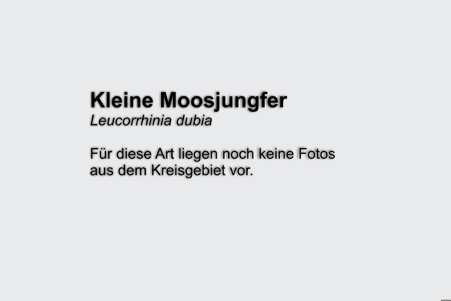 Kleine Moosjungfer