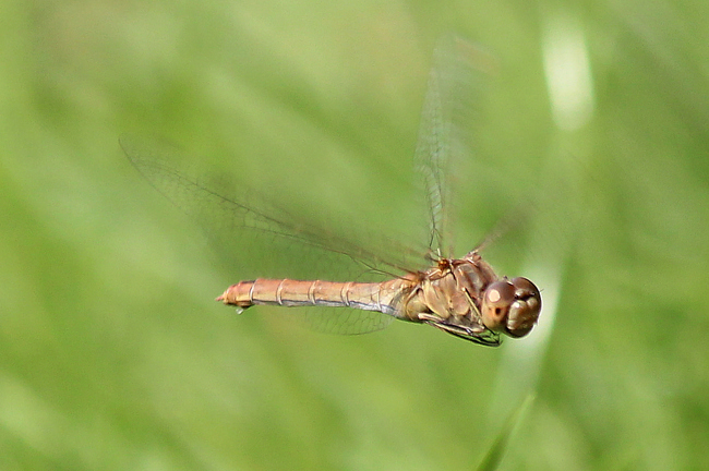 Sympetrum vulgatum ♀, Eiablage, F10 Rohrbach, Rodersgraben (Fischteich), 30.08.13, A. Werner